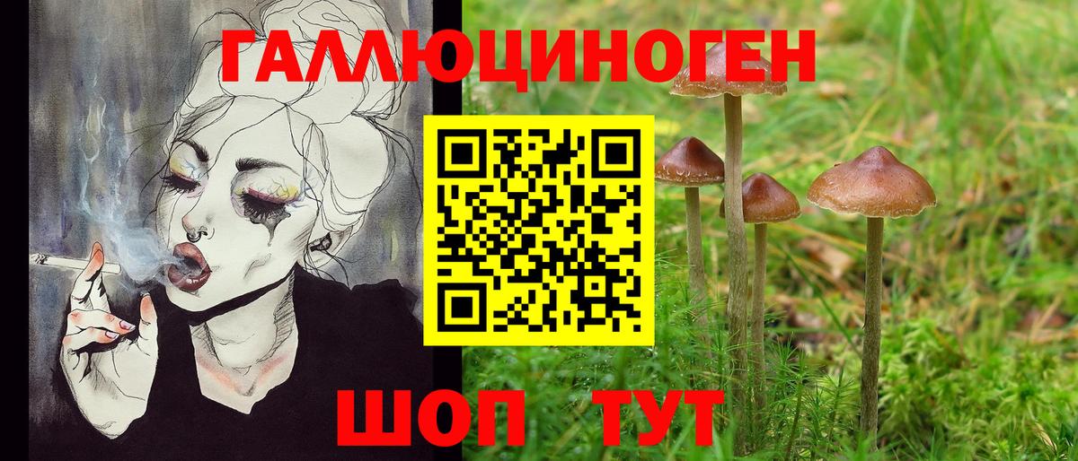Псилоцибиновые грибы Psilocybe Сыктывкар
